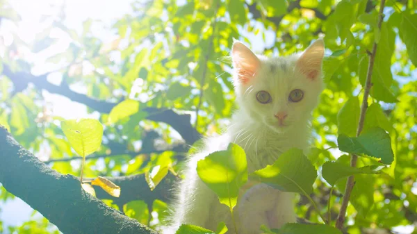 Meraklı beyaz kedi yavrusu arka bahçeye yüksek bir ağaçtan bakıyor.. — Stok fotoğraf