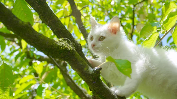 CERRAR: Bushy gato de la casa blanca sube a un árbol y mira alrededor del patio trasero iluminado por el sol. —  Fotos de Stock