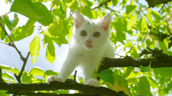 CERRAR: Curioso gatito blanco mira alrededor del gran patio trasero iluminado por el sol y dosel —  Fotos de Stock