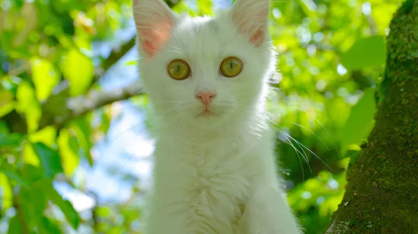 Pofuduk beyaz kedi yavrusu güneşli bir bahar gününde arka bahçede ağaca tırmanıyor.. — Stok fotoğraf