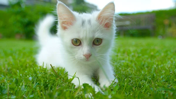 Sevimli yavru kedi güneşli bir bahar gününde çimenli arka bahçede yatıyor.. — Stok fotoğraf