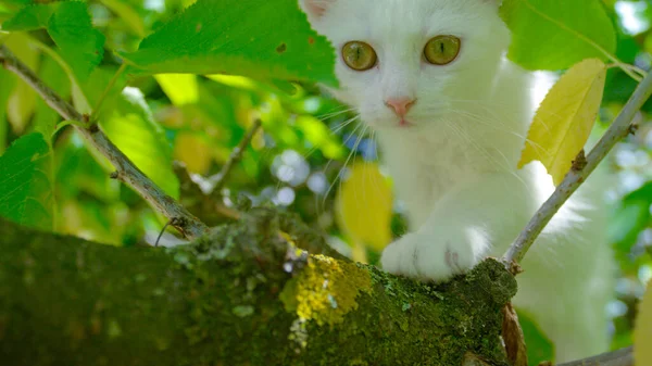 Meraklı beyaz kedi yavrusunun yosunlu bir dala doğru yürüdüğü sevimli bir kare.. — Stok fotoğraf