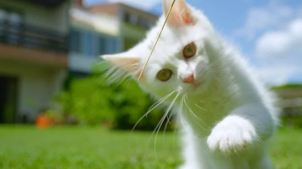 Zamknij się, DOF: futrzany biały kotek bawi się źdźbłem trawy na podwórku — Zdjęcie stockowe