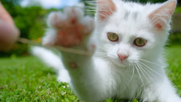 CLOSE UP: Unrecognizable person teasing the white kitten with dry stalk of grass — Stock Photo, Image