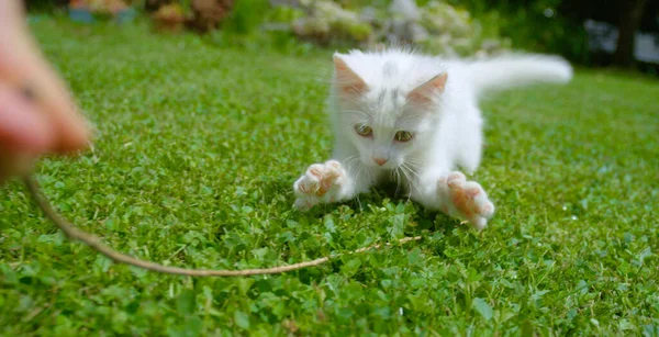 閉じる:かわいいファジィ子猫は小枝の後を実行して庭で遊ぶ. — ストック写真