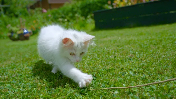Kürklü beyaz kedi, tanınmayan sahibinin tuttuğu dalı takip ediyor.. — Stok fotoğraf