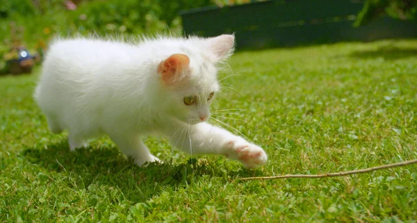 Genç beyaz kedi arka bahçede koşuyor ve bir dalı kovalıyor.. — Stok fotoğraf