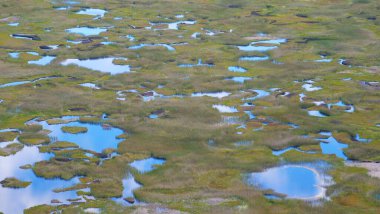 Paskalya Adası 'ndaki volkanik kraterin dibini kaplayan egzotik bataklık..