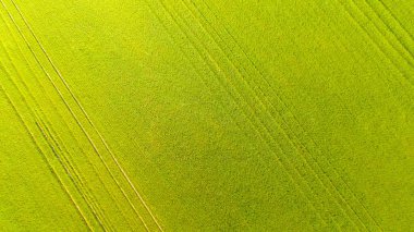 Yeşil bir buğday tarlasının üzerinde uçuyor ılık yaz rüzgarında sallanıyor.