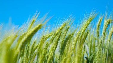 Açık mavi gökyüzünün altında süzülen yeşil buğdayın sinematik görüntüsü.