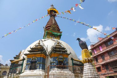 Gri güvercin, güzel Durbar Meydanı 'nda stupa' nın sarı külahında duruyor.