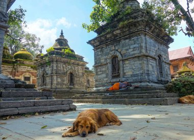 Sevimli köpek ve tanınmayan keşiş Hindu tapınağı kompleksi içinde uyuyorlar..