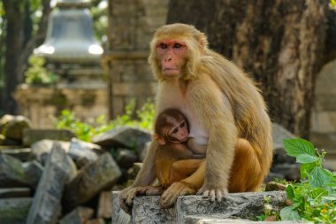Annesi tapınaklara bakarken aç bebek makağı besliyor..