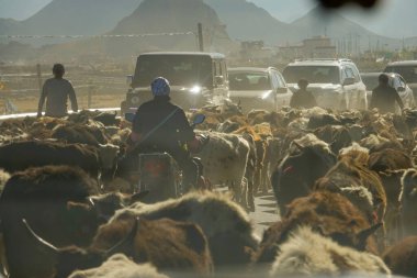Bir öküz sürüsü Tibet 'in kırsal kesimlerinden geçen yolu işgal ediyor..