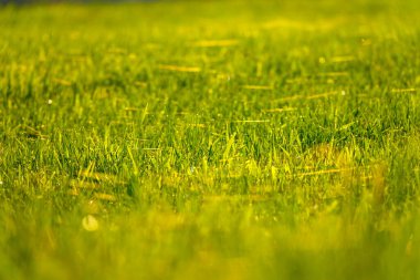 Büyüyen çimlerin üzerinde toplanan çiğ ve örümcek ağlarının güzel bir görüntüsü.