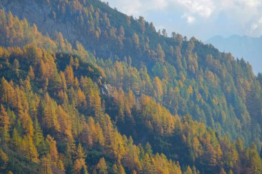 Ağaçlar yaprakları sarıya çevirirken ormana doğru uçuyor.