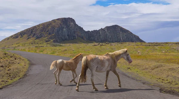stock image Mare and her young foal cross the empty asphalt road leading to the old volcano.