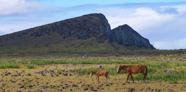 Brown foal і його мати бродили по луках вулканом Рано Рараку. — стокове фото