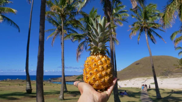 POV Houdt een rijpe gouden ananas bij het verkennen van het schilderachtige park aan het strand — Stockfoto