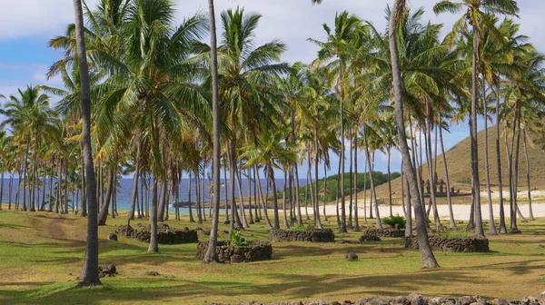 Parque de palmeras vacío en la famosa Isla de Pascua justo al lado de la pintoresca costa tropical. — Foto de Stock
