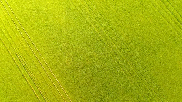 TOP DOWN: Latanie nad zielonym polem pszenicy kołysząc się w ciepłym letnim wietrze — Zdjęcie stockowe