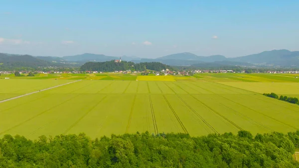 AERIAL: Latanie po rozległych polach pszenicy i w kierunku ruchliwej drogi w oddali — Zdjęcie stockowe