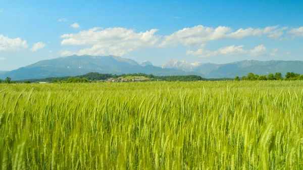 CHIUSURA: Veduta idilliaca di un piccolo villaggio dietro un campo ondeggiante di grano. — Foto Stock