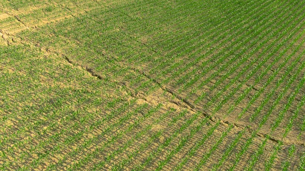 Kurak bir kuraklık döneminden sonra kuru toprakta yetişen mısır tarlasının üzerinde uçan AERIAL — Stok fotoğraf