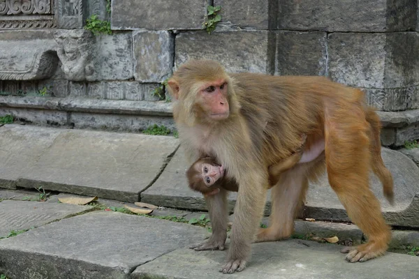 FERMER : Mère macaque se promène autour du temple alors que son bébé nourrit encore — Photo