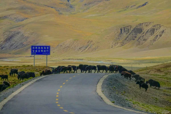 Стадо диких яків перетинає пусте асфальтове шосе, що проходить через тибетські рівнини. — стокове фото