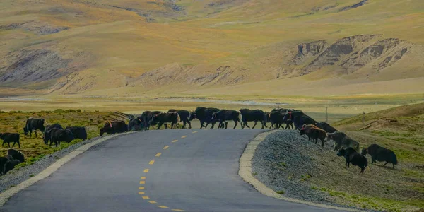 Великі групи мігруючих яків проходять мальовничою дорогою в тибетській пустелі. — стокове фото