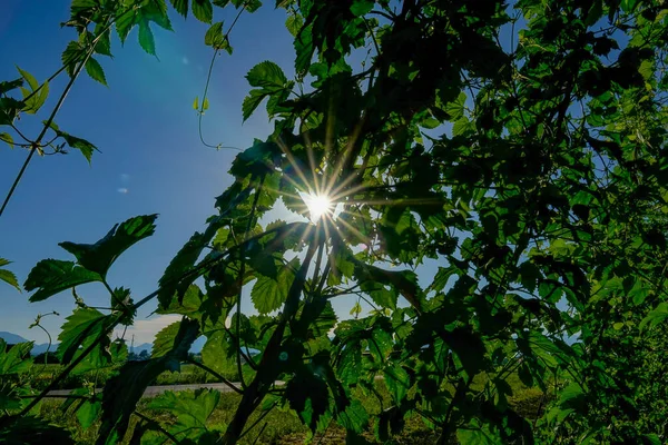 LENS FLARE: Heldere zomerzonnestralen schijnen door de dichte hopbladeren. — Stockfoto