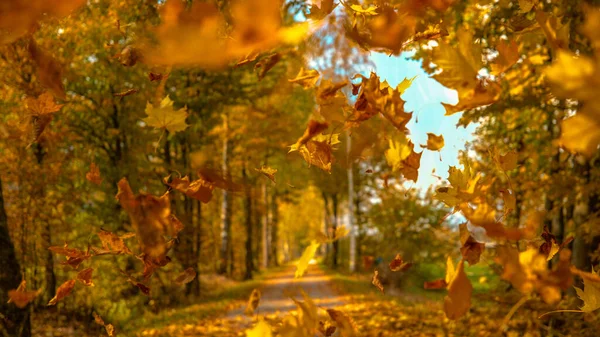 ZAMKNIJ SIĘ: Malownicze ujęcie liści drzew spadających z daszków i na szlak — Zdjęcie stockowe