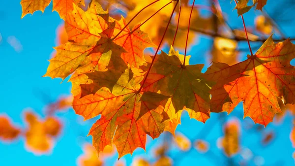 FECHAR UP: Tiro detalhado de folhas de árvore mudando suas cores em um dia ensolarado. — Fotografia de Stock