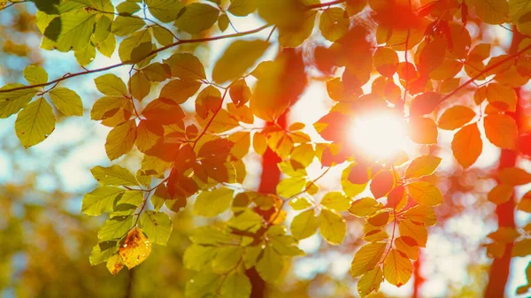 CLOSE UP: Scenic shot van de herfst zonnestralen glanzend door de takken van de boom. — Stockfoto