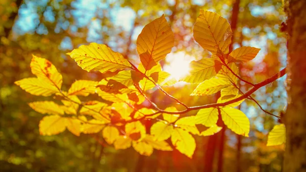 FECHAR, DOF: Raios de sol dourados do outono iluminam a floresta decídua idílica. — Fotografia de Stock