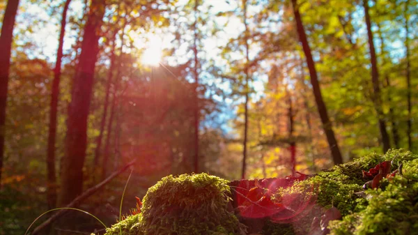 FERMER : Les rayons de soleil d'automne brillent sur le sol forestier couvert de mousse et de feuilles. — Photo