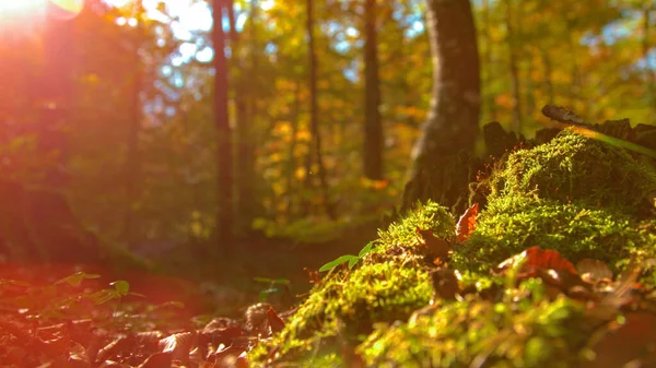 CLOSE UP: Golden fall sol strålar lysa på skogsmark täckt av mossa och blad — Stockfoto