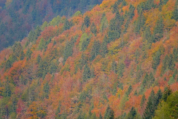 AEREO: Veduta mozzafiato dei boschi che ricoprono una montagna cambiando i colori in autunno — Foto Stock