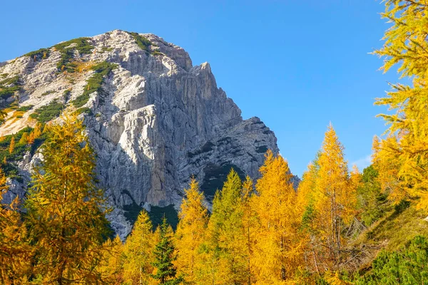 CERRAR: Impresionante foto de una montaña que se eleva por encima del colorido bosque en otoño — Foto de Stock