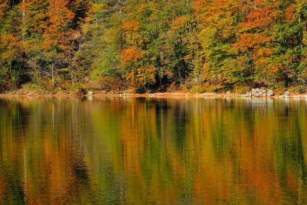 Ohromující pohled na les s točícími se listy odrážejícími se v klidném jezeře. — Stock fotografie
