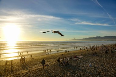 Gün batımında Santa Monica Sahili üzerinde uçan martılar.