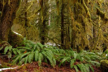 Kışın son karı Washington 'daki pitoresk yağmur ormanlarında eriyor.