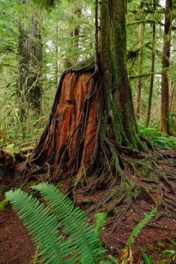 Hoh Yağmur Ormanları 'nda çürüyen eski bir kütüğün üzerinde uzun bir çam ağacının kökleri büyür.