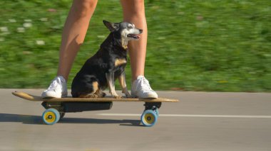Sevimli yaşlı köpek parkın içinde elektrikli bir uzun tahta üzerinde geziniyor.
