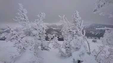 Wyoming 'deki bir dağın tepesinden karla kaplı ağaçlar ve vadi manzarası..