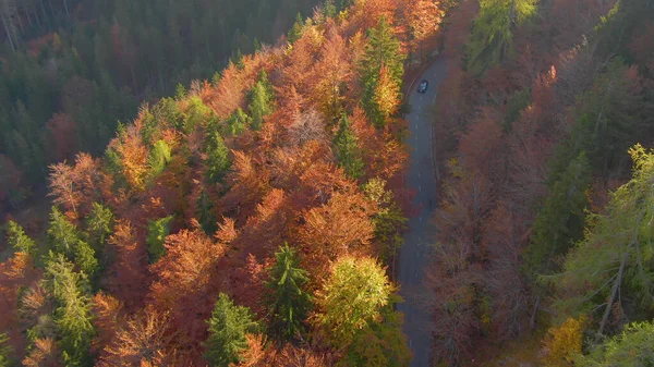 AERIAL: Voando acima de uma floresta colorida como carro turístico dirige ao longo de uma estrada cênica — Fotografia de Stock