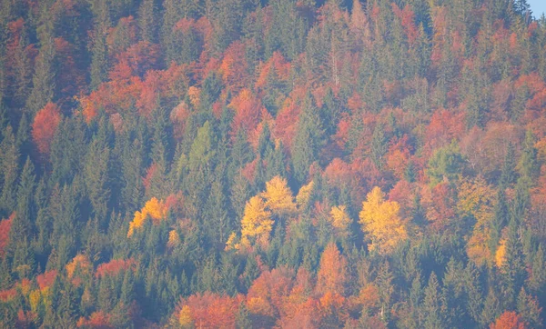 DRONE: Vista pitoresca de voo de uma floresta mudando suas folhas no outono. — Fotografia de Stock