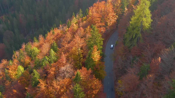 DRONE: auto d'argento attraversa la foresta colorata autunnale di Bohinj, Slovenia. — Foto Stock