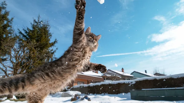 Yavru kedi, bahçede oynarken havada bir kartopu yakalamaya çalışıyor. — Stok fotoğraf